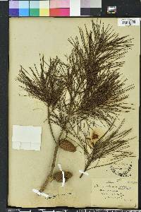 Pinus clausa image