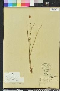 Callisia ornata image