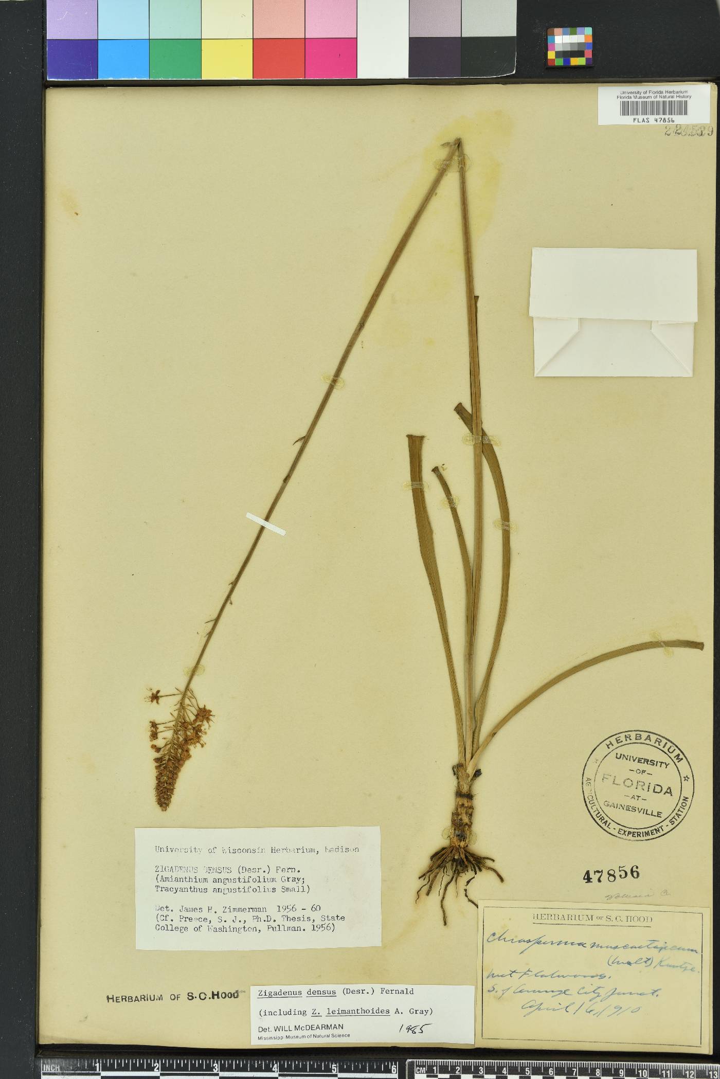 Stenanthium densum image