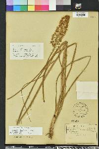 Stenanthium densum image