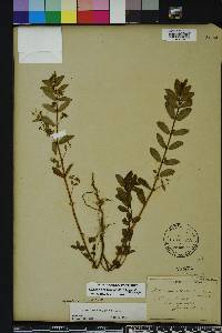 Chamaesyce hyssopifolia image