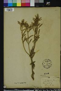 Croton argyranthemus image