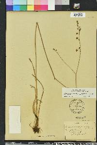 Schoenolirion albiflorum image