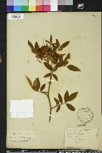 Rosa palustris image