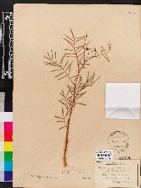 Tephrosia angustissima var. angustissima image