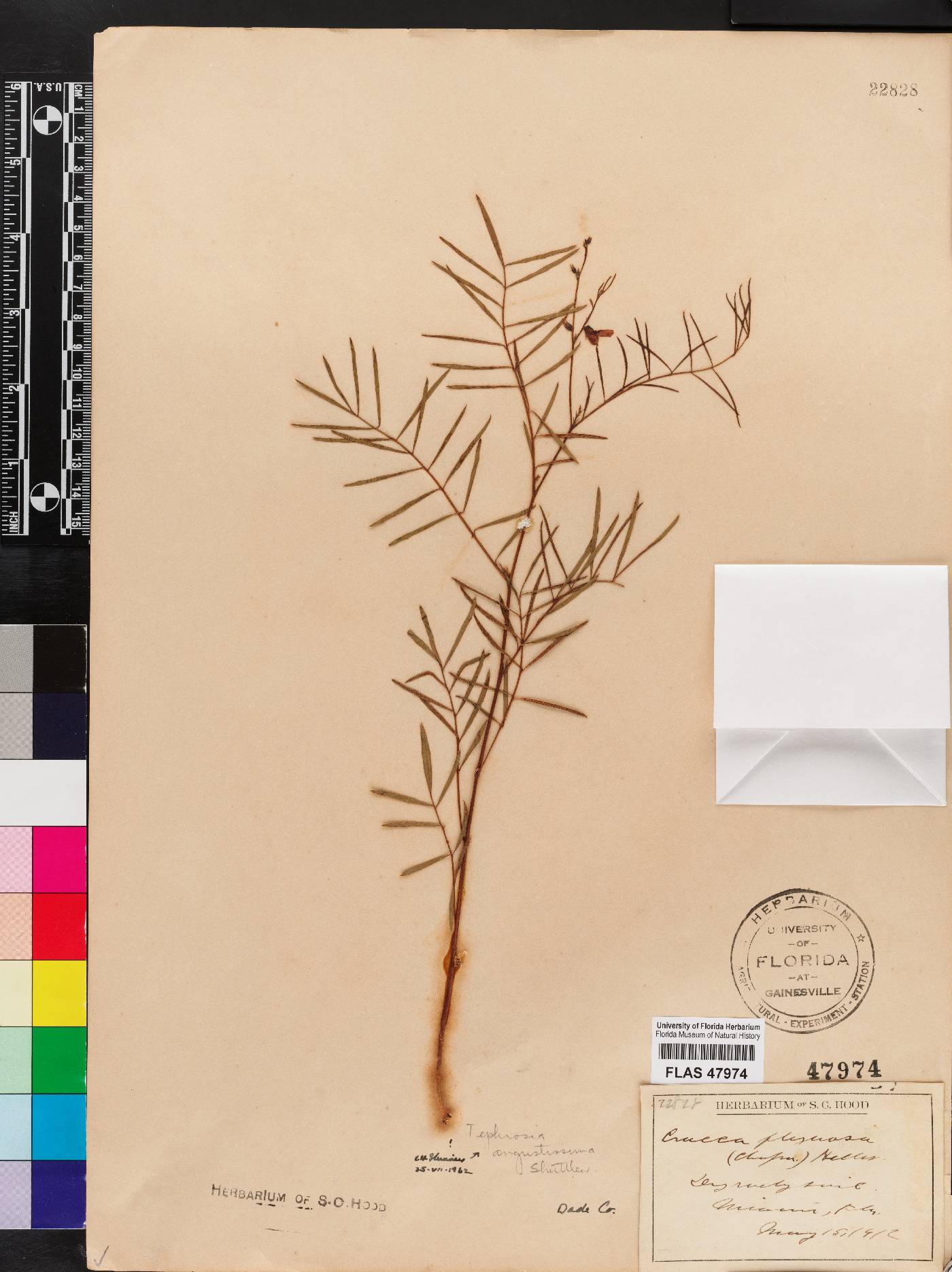 Tephrosia angustissima var. angustissima image