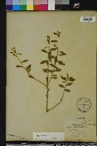 Sida rhombifolia image