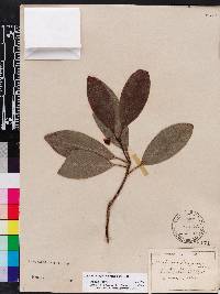 Illicium parviflorum image