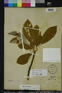 Magnolia virginiana image