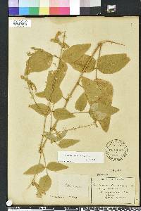 Desmodium canescens image