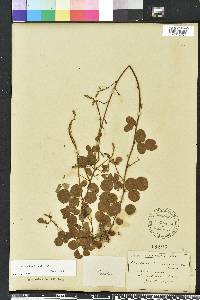 Desmodium lineatum image