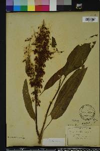 Rumex verticillatus image