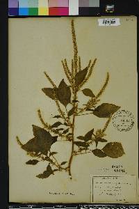 Amaranthus spinosus image