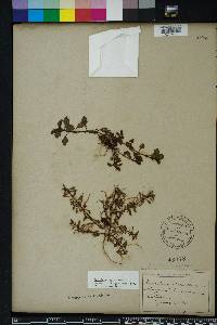 Ludwigia repens image