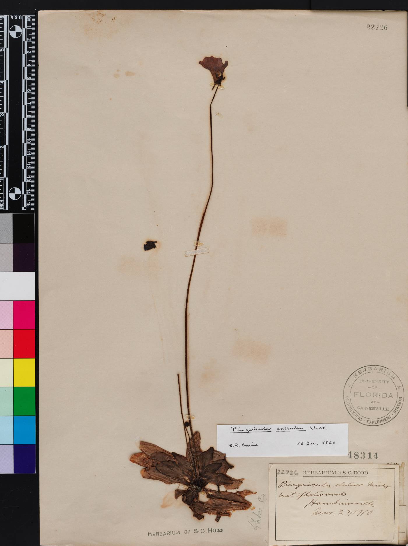 Pinguicula caerulea image