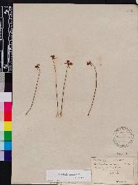 Utricularia cornuta image