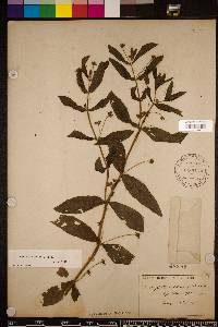 Eclipta prostrata image