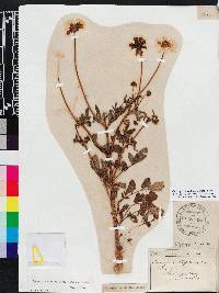 Coreopsis basalis image