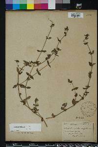 Hedyotis uniflora image