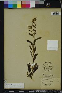 Onosmodium virginianum image