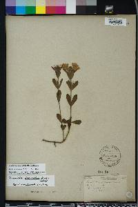 Dyschoriste oblongifolia image