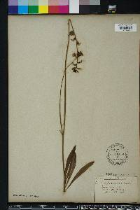 Lobelia paludosa image