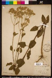 Eupatorium mikanioides image