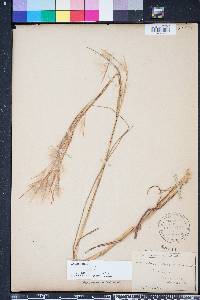 Andropogon longiberbis image