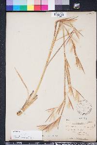 Andropogon longiberbis image