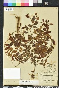 Galactia elliottii image