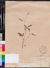 Galactia pinetorum image
