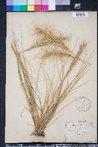 Aristida spiciformis image