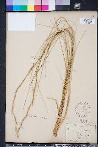 Aristida stricta image