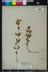 Dyschoriste oblongifolia image