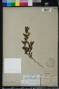 Dyschoriste oblongifolia image