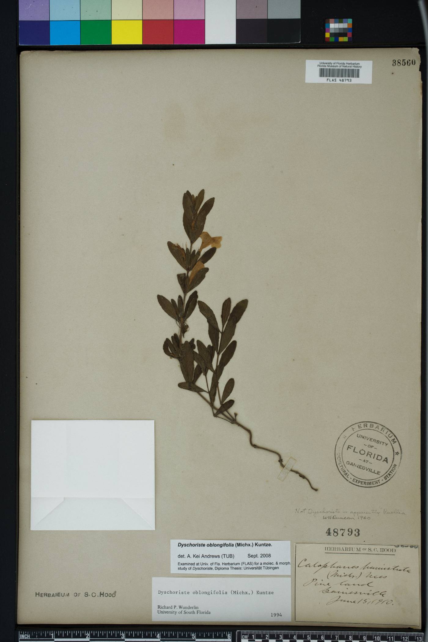 Dyschoriste oblongifolia image