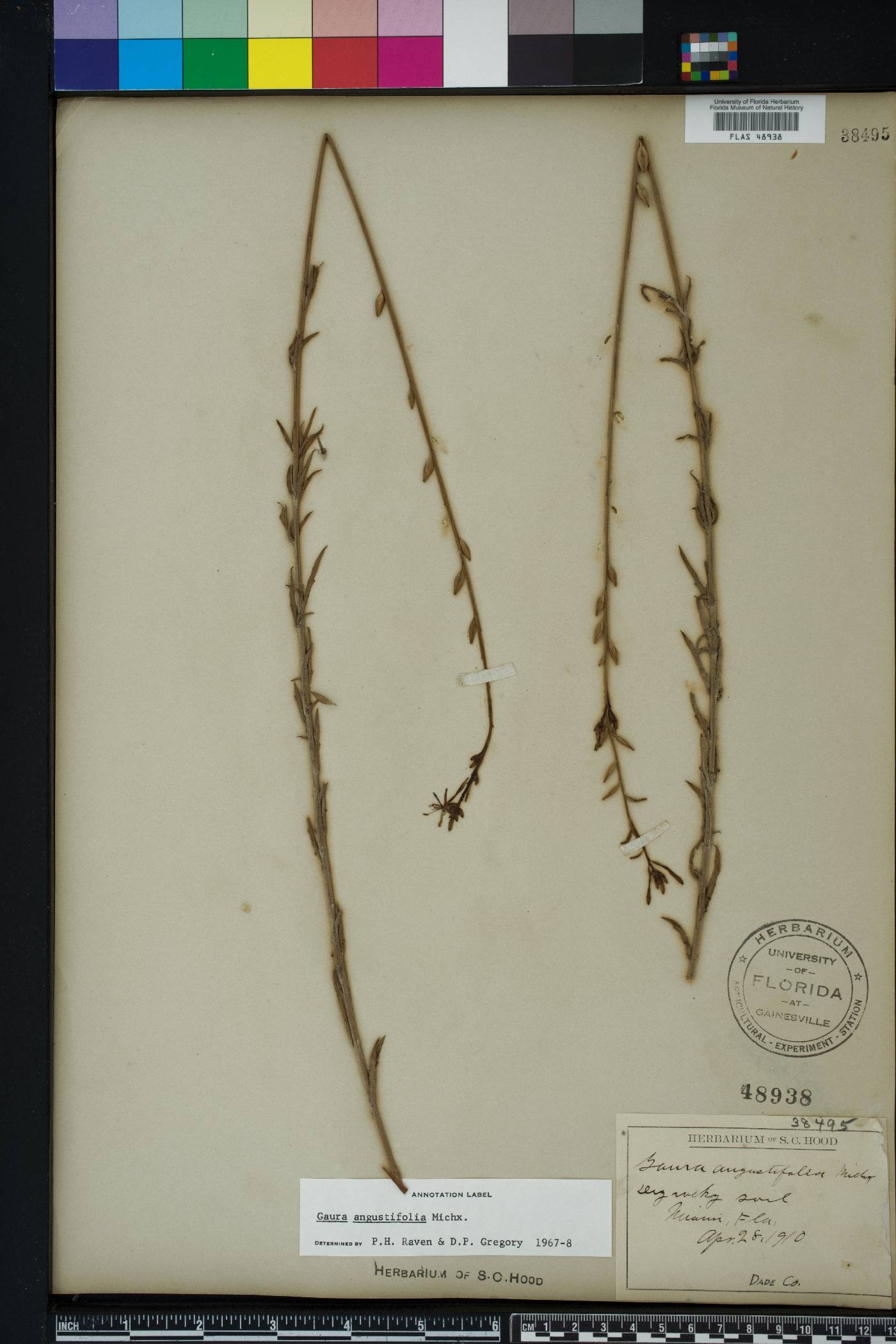 Oenothera simulans image