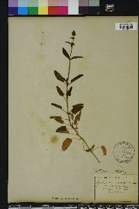 Stachys floridana image