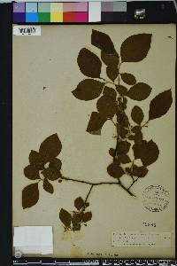 Styrax americanus image