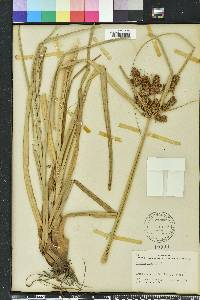 Cyperus ligularis image