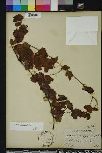 Vitis rotundifolia image