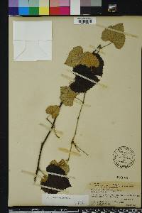 Vitis shuttleworthii image