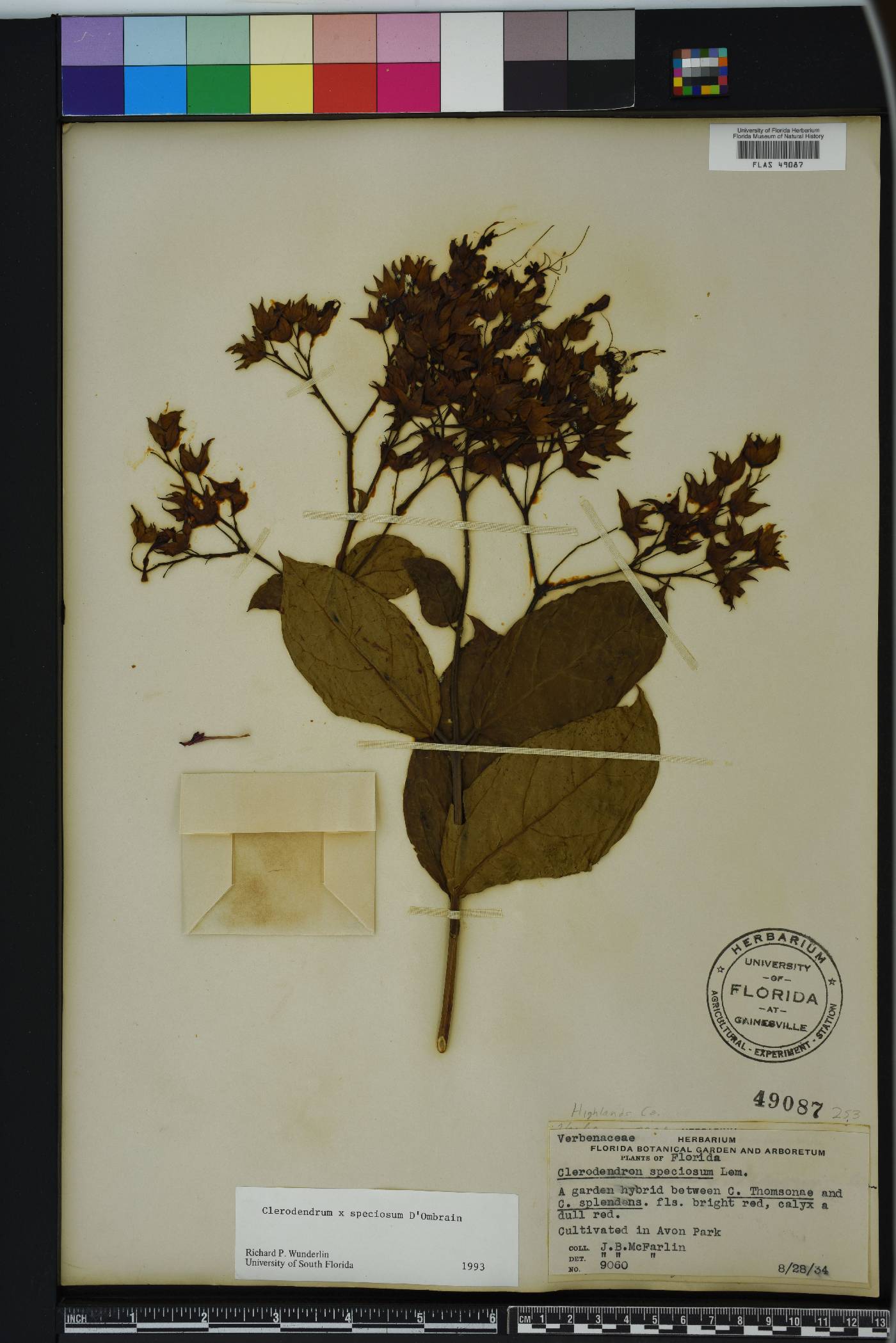 Clerodendrum x speciosum image