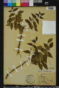 Zanthoxylum clava-herculis image