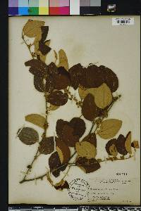 Sageretia minutiflora image