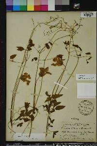 Clematis crispa image