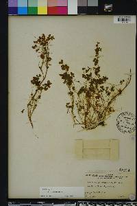 Oxalis corniculata image