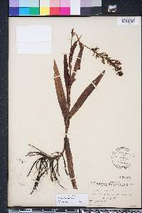 Habenaria repens image