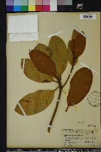 Magnolia grandiflora image