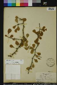 Crataegus michauxii image